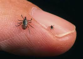 New Tick-Borne Illness Could Be Worse Than Lyme Disease